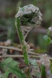 Dryopteris carthusiana. Разворачивающаяся вайя. Ленинградская обл., Всеволожский р-н, окр. пос. Куйвози, смешанный лес. 07.05.2016.