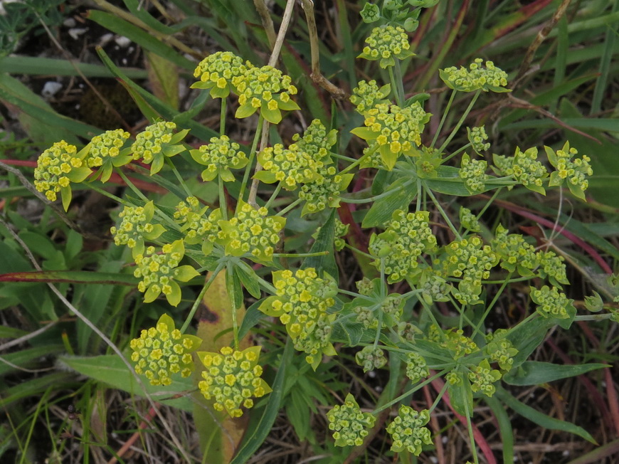 Image of Bupleurum multinerve specimen.