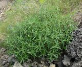 Phlomis pungens