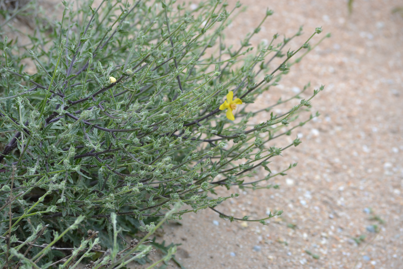 Изображение особи Verbascum pinnatifidum.