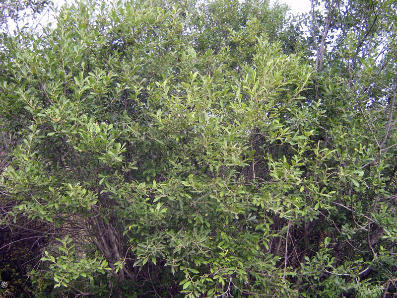 Изображение особи Salix iliensis.