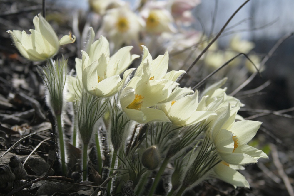 Изображение особи Pulsatilla uralensis.