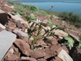 Astragalus campylorhynchus