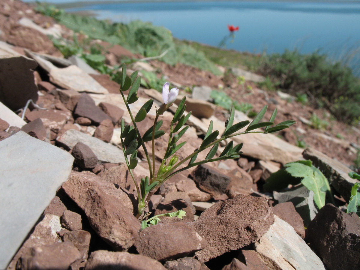 Image of Astragalus campylorhynchus specimen.