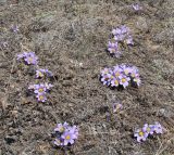 Pulsatilla turczaninovii