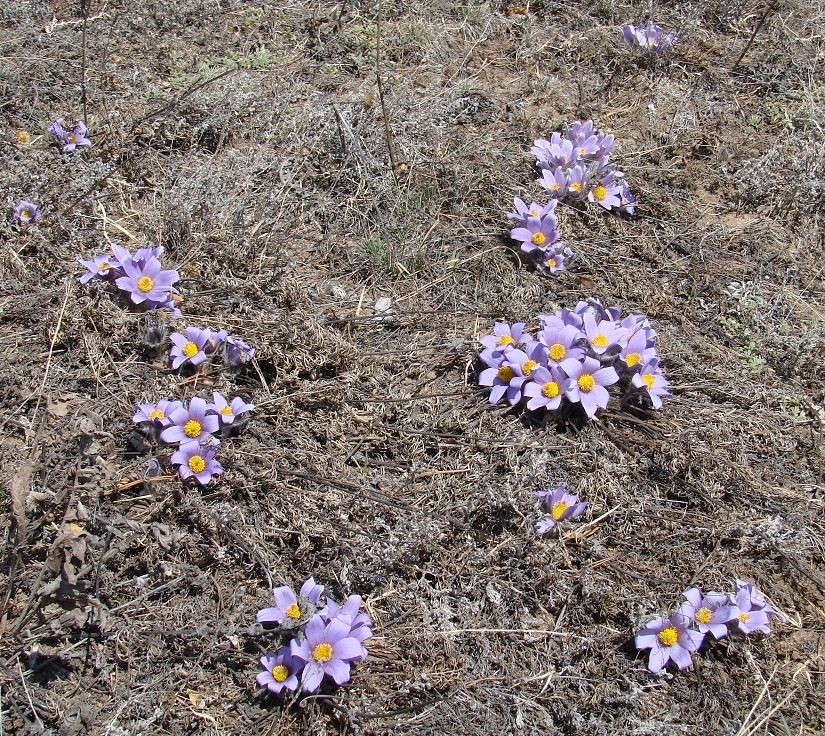 Image of Pulsatilla turczaninovii specimen.