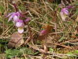 Calypso bulbosa. Цветущие растения. Иркутская обл., Шелеховский р-н, окр. с. Шаманка, сосново-лиственнично-берёзовый зеленомошный лес. 10.05.2016.