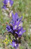 Campanula farinosa. Соцветие. Ульяновская обл., Карсунский р-н, окр. с. Теньковка, гряда мергелисто-меловых склонов к р. Урень и её правому притоку к северу и востоку от села. 7 июля 2015 г.