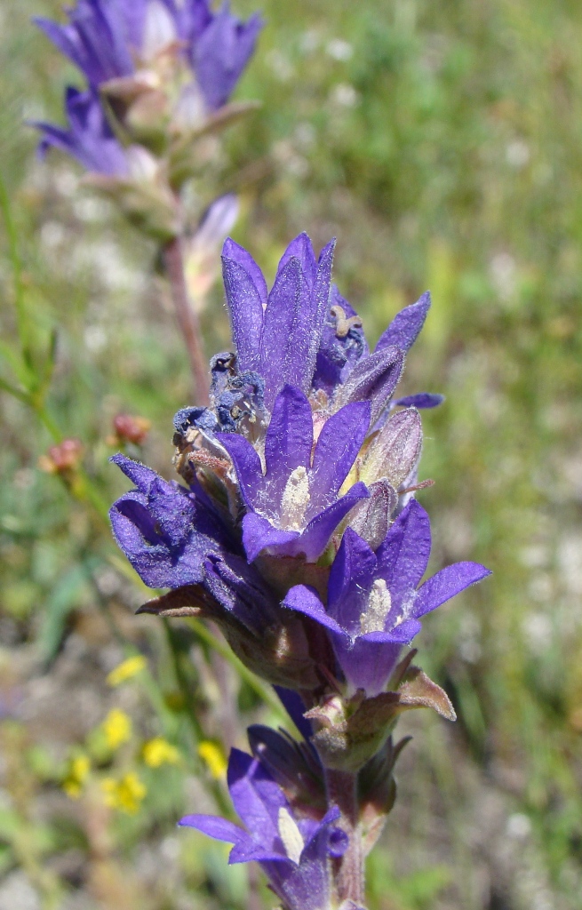 Изображение особи Campanula farinosa.