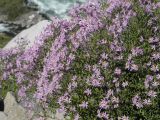 Schizanthus hookeri