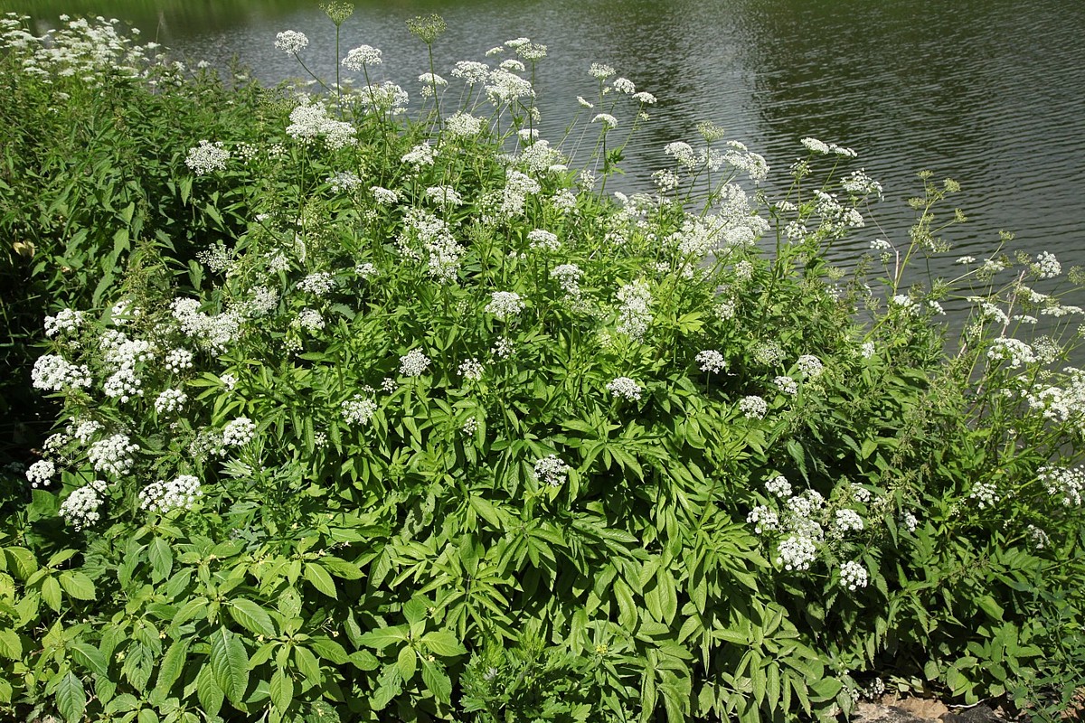 Изображение особи Chaerophyllum aromaticum.