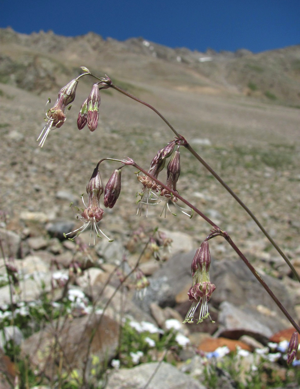 Изображение особи Silene saxatilis.