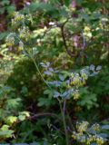 Thalictrum minus