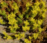 Sedum sexangulare