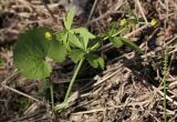 Ranunculus cassubicus