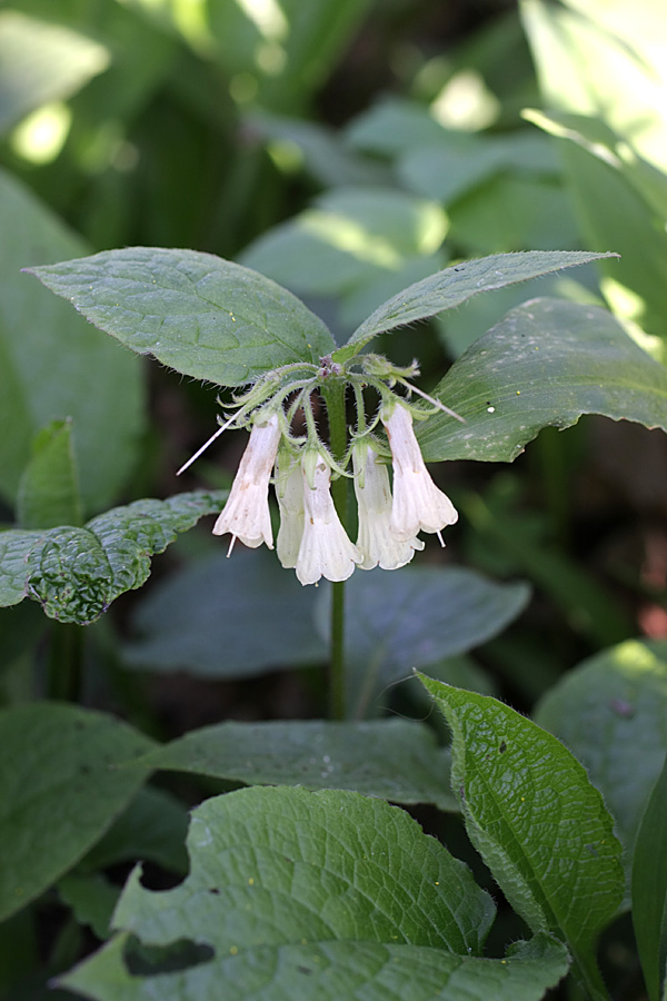 Изображение особи Symphytum grandiflorum.