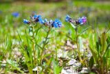 Pulmonaria mollis