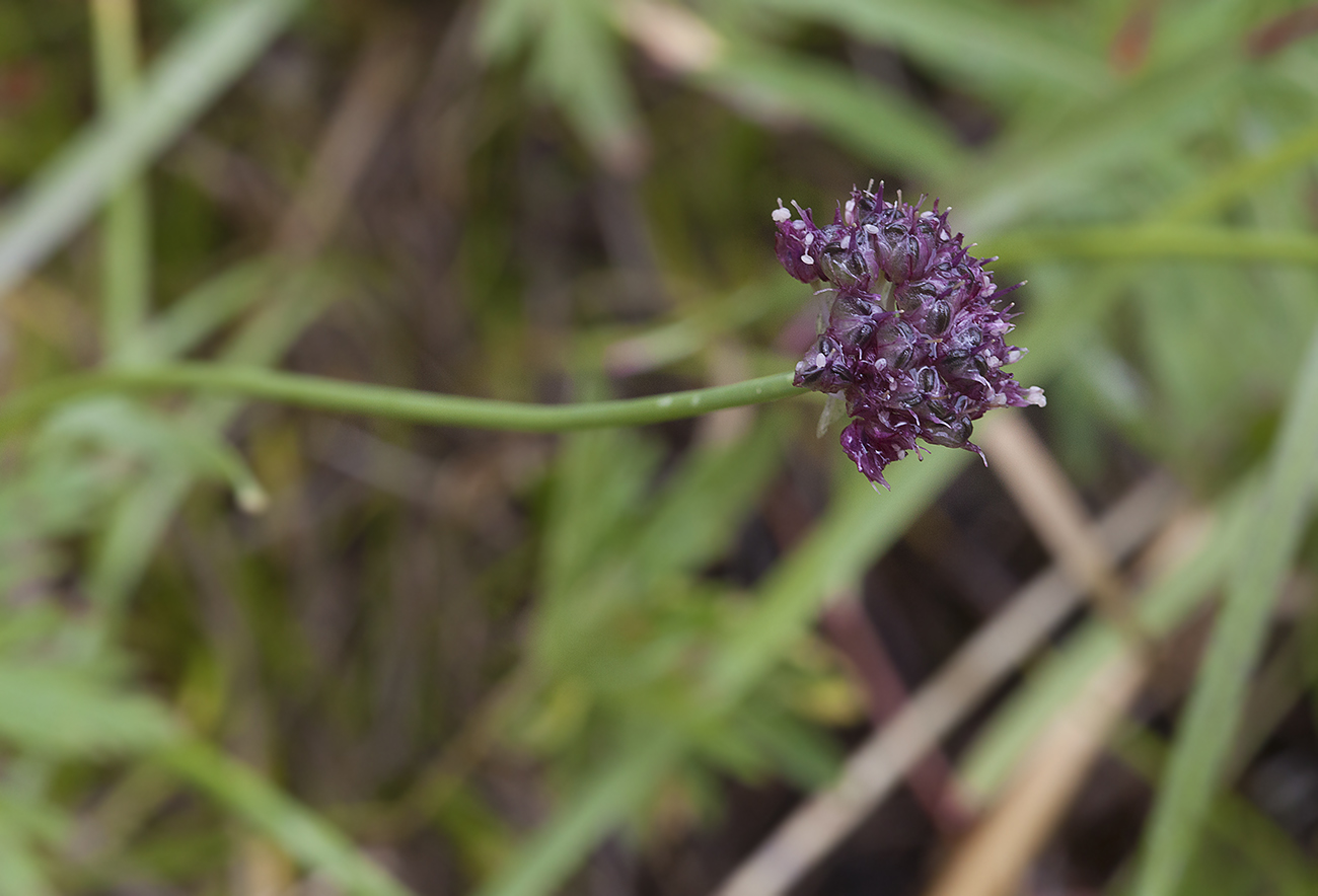 Изображение особи Allium amphibolum.