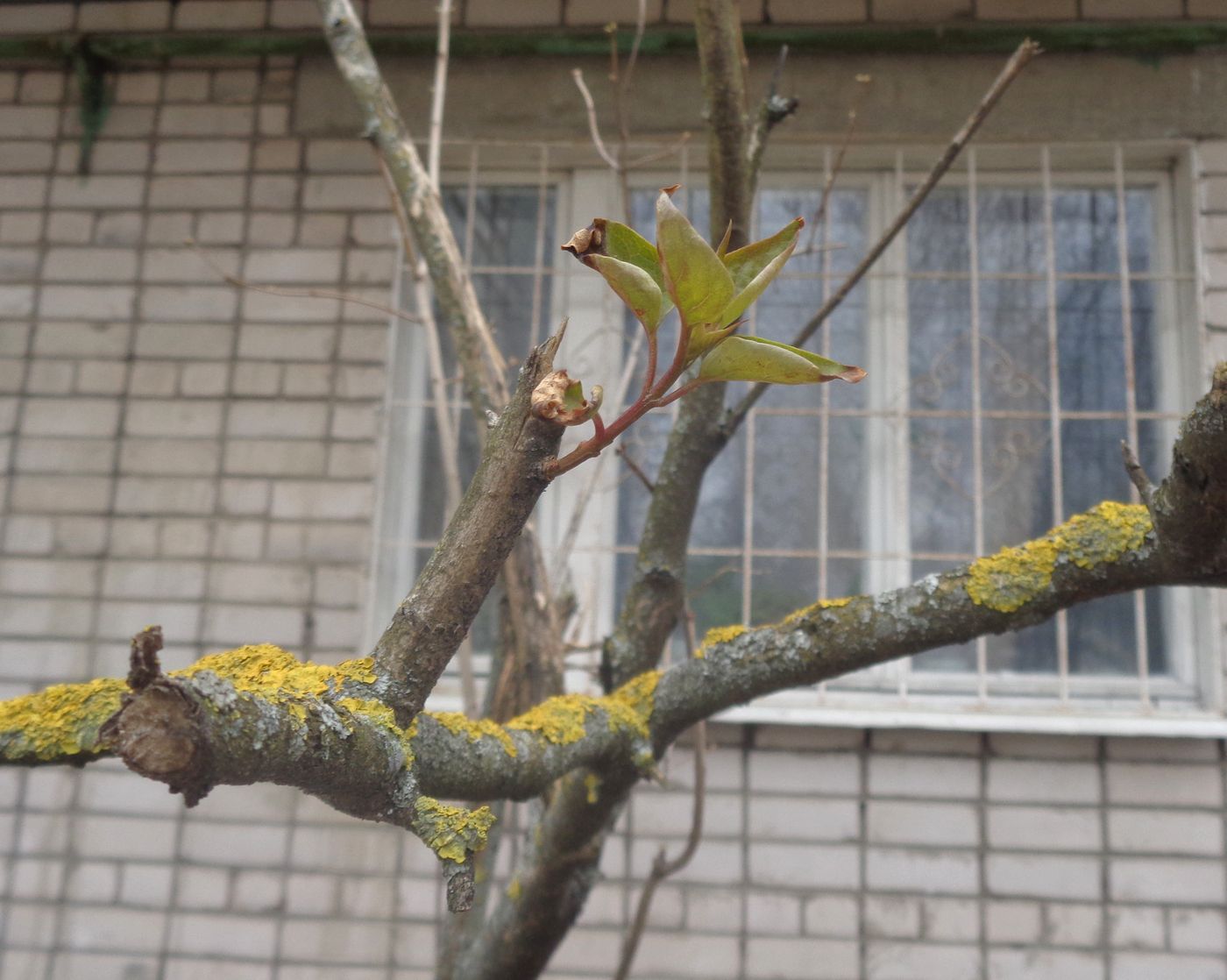 Изображение особи Syringa vulgaris.