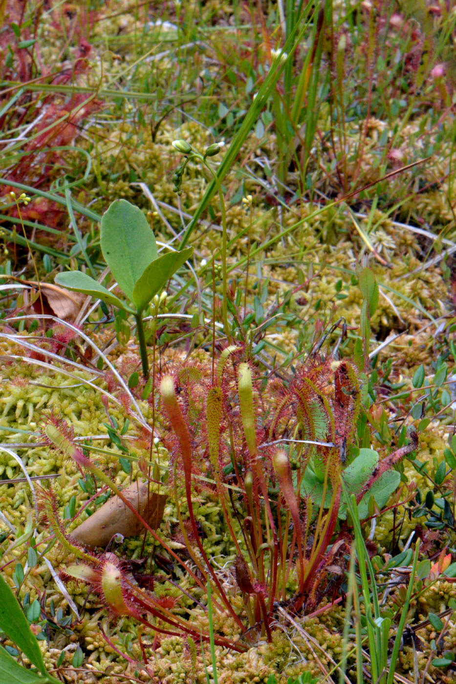 Изображение особи Drosera anglica.