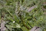 Lagotis integrifolia