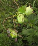 Codonopsis lanceolata. Часть побега с цветком, бутоном и завязавшимся плодом. Приморский край, Хасанский р-н, окр. с. Витязь, заросли кустарников. 13 сентября 2019 г.