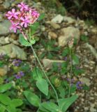 Silene compacta