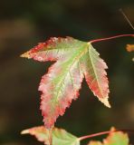 Acer ginnala