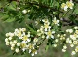 Spiraea hypericifolia. Часть веточки с соцветиями. Кыргызстан, Чуйская обл., Аламудунский р-н, долина р. Ала-Арча, терраса. 27.05.2019.