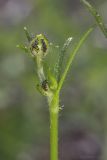 Ranunculus polyanthemos