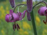 Lilium pilosiusculum