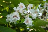 Catalpa bignonioides. Соцветие. Казахстан, Восточно-Казахстанская обл., Усть-Каменогорск, парк \"Жастар\", в культуре. 27.06.2019.