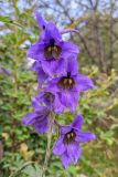 Delphinium speciosum