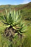 Aloe marlothii