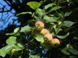 Malus prunifolia