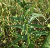 Oenothera biennis