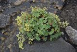 genus Alchemilla