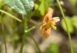 Epimedium × warleyense