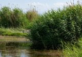 род Phragmites