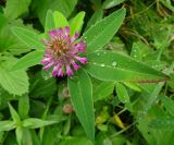 Trifolium medium