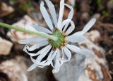 Chrysanthemum zawadskii. Соцветие (видны листочки обёртки). Республика Саха (Якутия), Хангаласский улус, правый берег р. Сиинэ (Синяя), ур. Сердечко, сосновый лес на вершине сопки. 25.07.2023.