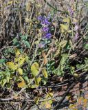 Nepeta mussinii