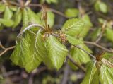 Fagus sylvatica