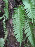 Polypodium kamelinii. Вайи. Приморский край, город Находка, затенённая приморская скала. 09.09.2011.