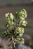 Atraphaxis pyrifolia. Ветка с соцветиями. Южный Казахстан, горы Каракус. 20.04.2012.