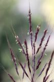 Bothriochloa ischaemum