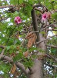 Brachychiton discolor. Часть кроны цветущего дерева со вскрывшимися прошлогодними плодами. Израиль, г. Беэр-Шева, городское озеленение. 26.05.2013.