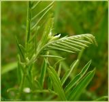 Vicia tenuifolia. Часть побега. Чувашия, окр. г. Шумерля, высоковольтная линия за объездной трассой. 7 июля 2009 г.
