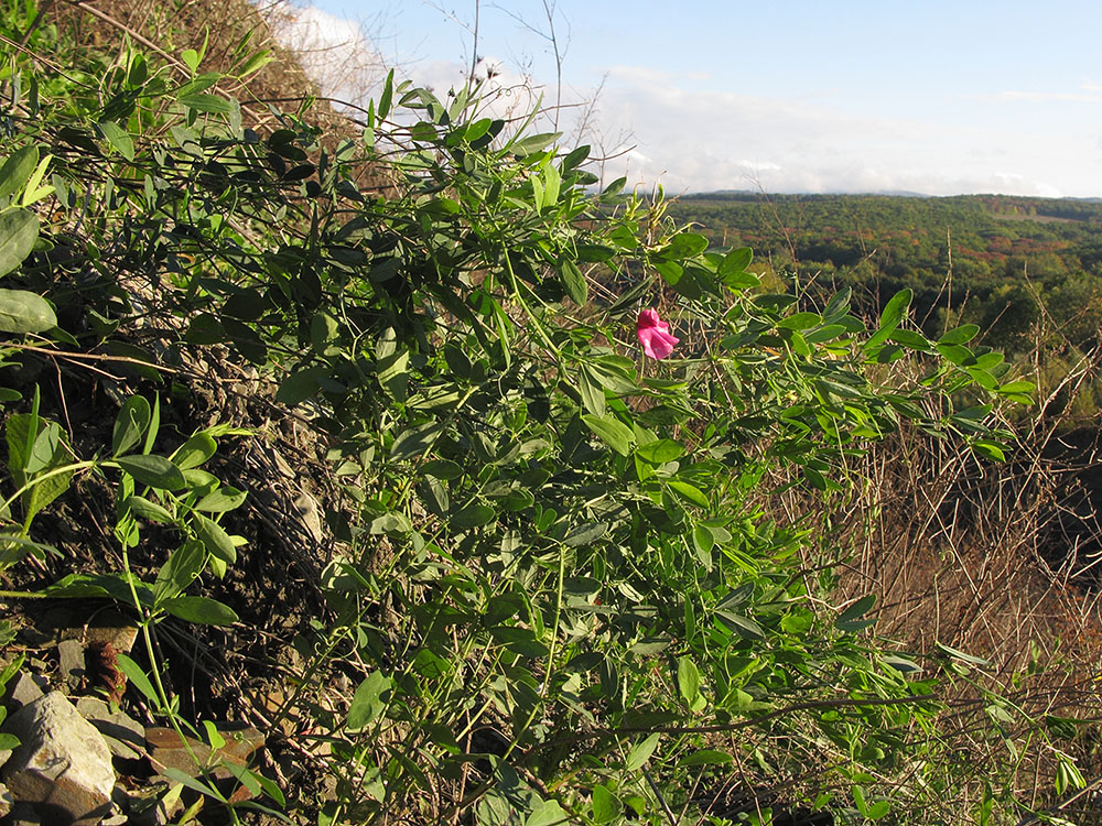 Изображение особи Lathyrus tuberosus.