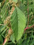 Amaranthus powellii